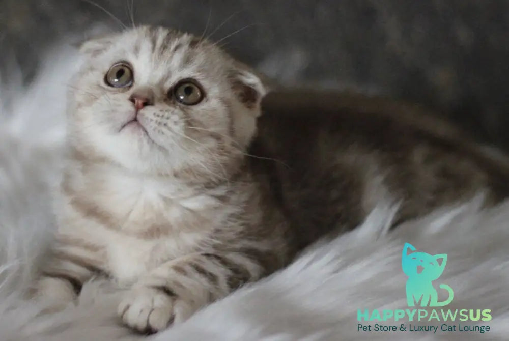 Marmelad Scottish Fold male black silver tabby live animals