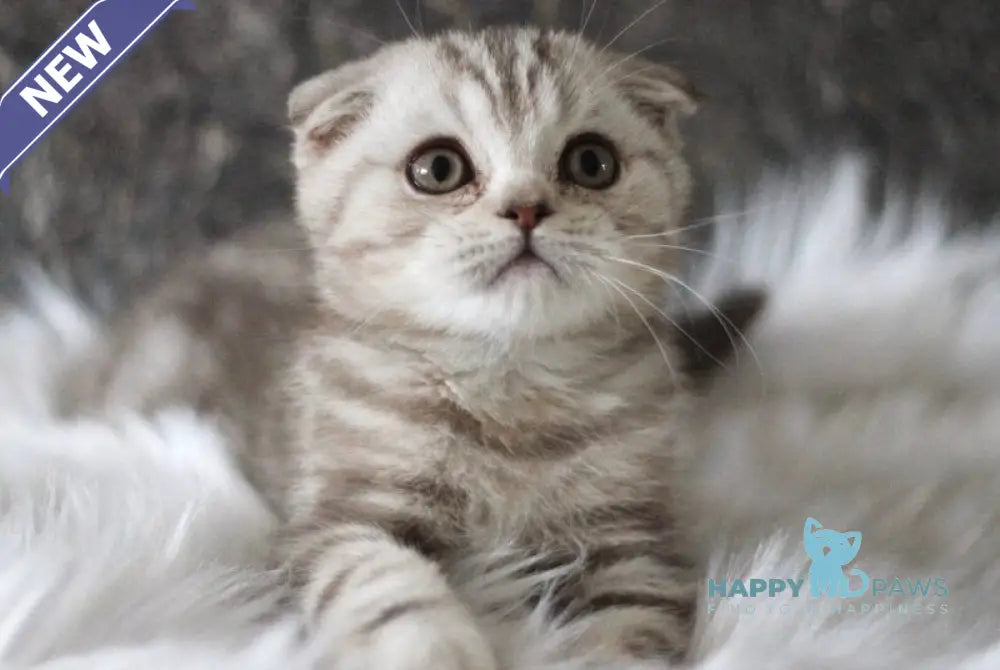 Marmelad Scottish Fold male black silver tabby live animals