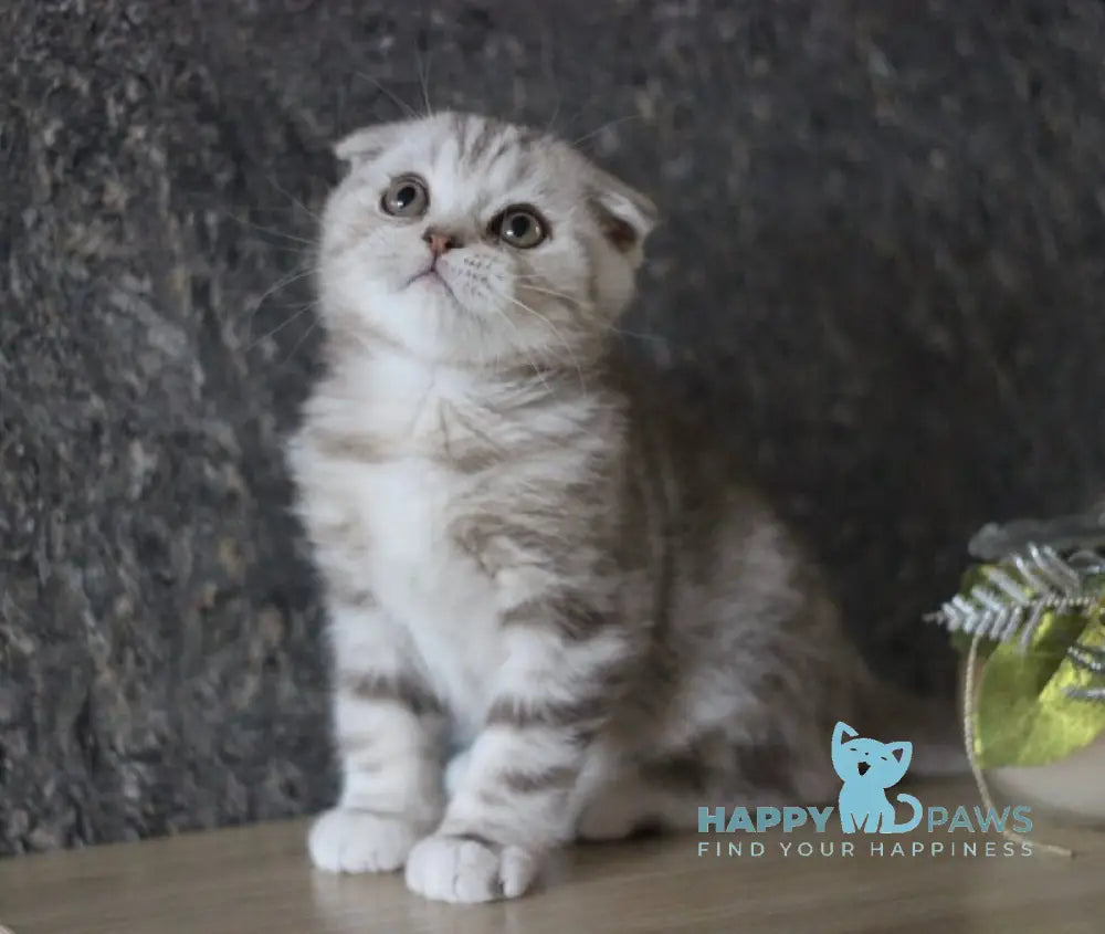 Marmelad Scottish Fold male black silver tabby live animals