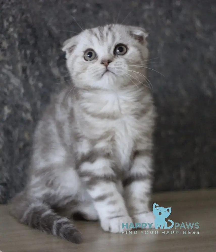 Marmelad Scottish Fold male black silver tabby live animals