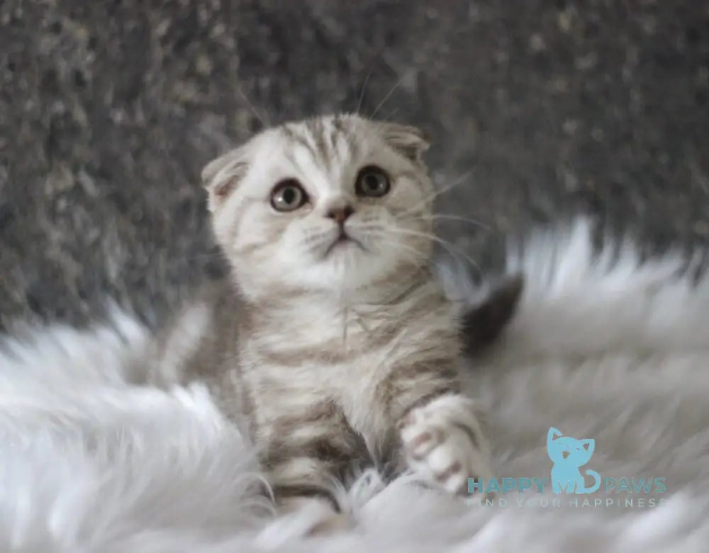 Marmelad Scottish Fold male black silver tabby live animals