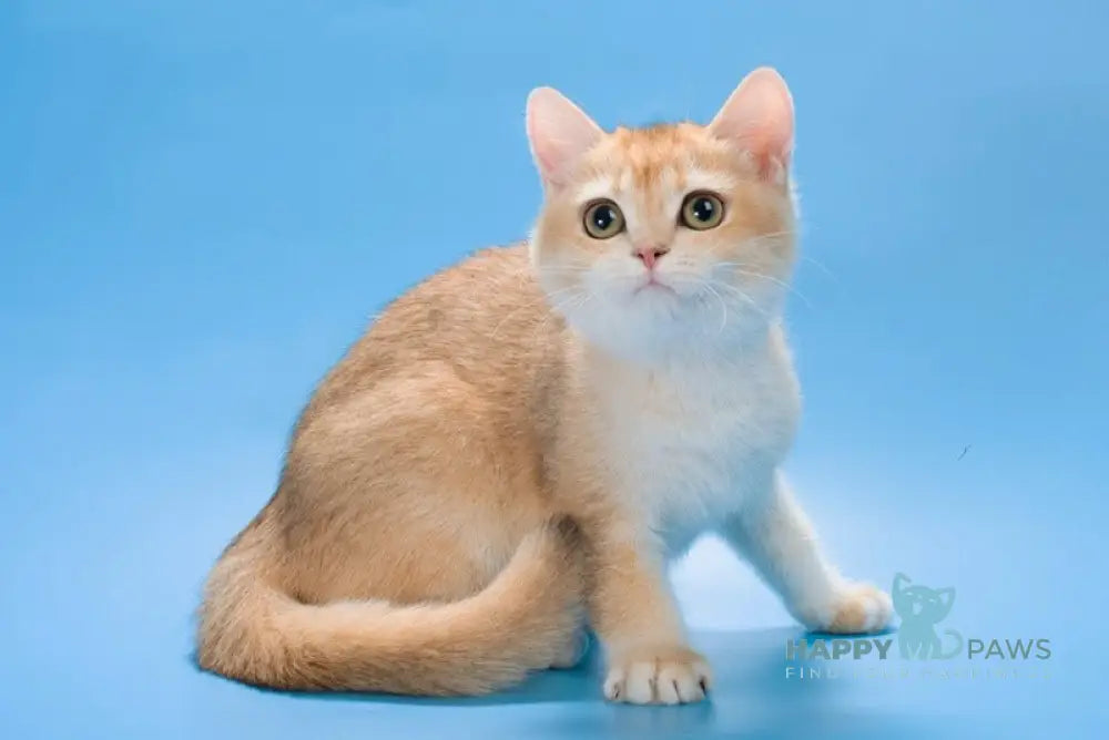 Marnolia British Shorthair female black golden chinchilla live animals