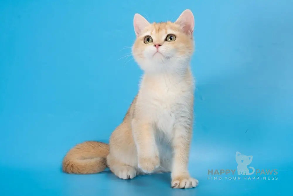 Marnolia British Shorthair female black golden chinchilla live animals