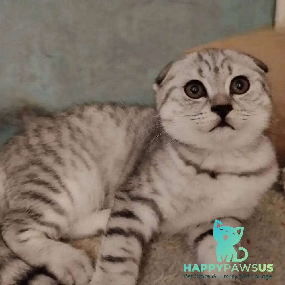Marry Bella Scottish Fold female lilac silver spotted tabby - live animals