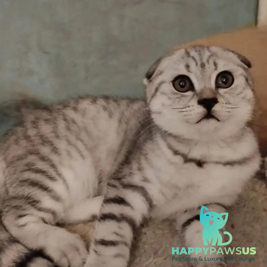Marry Bella Scottish Fold female lilac silver spotted tabby - live animals