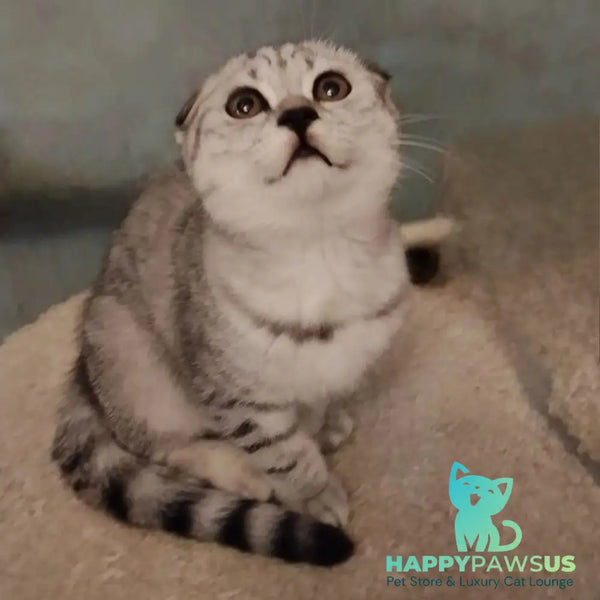 Marry Bella Scottish Fold female lilac silver spotted tabby - live animals
