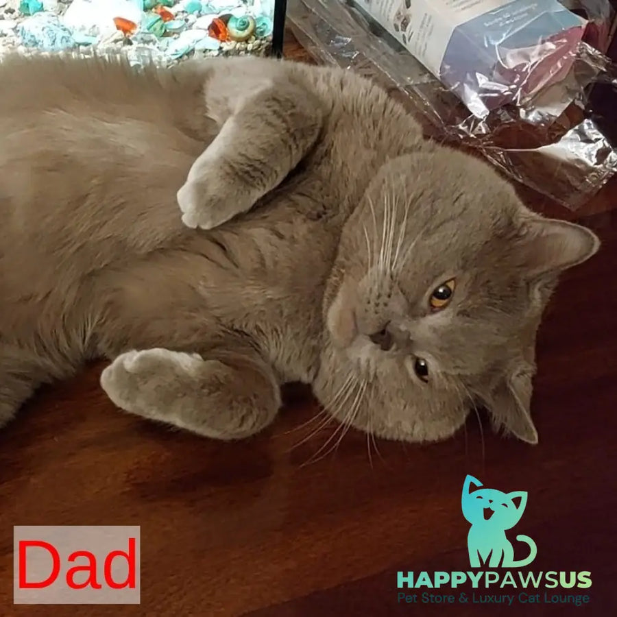 Marry Bella Scottish Fold female lilac silver spotted tabby - live animals