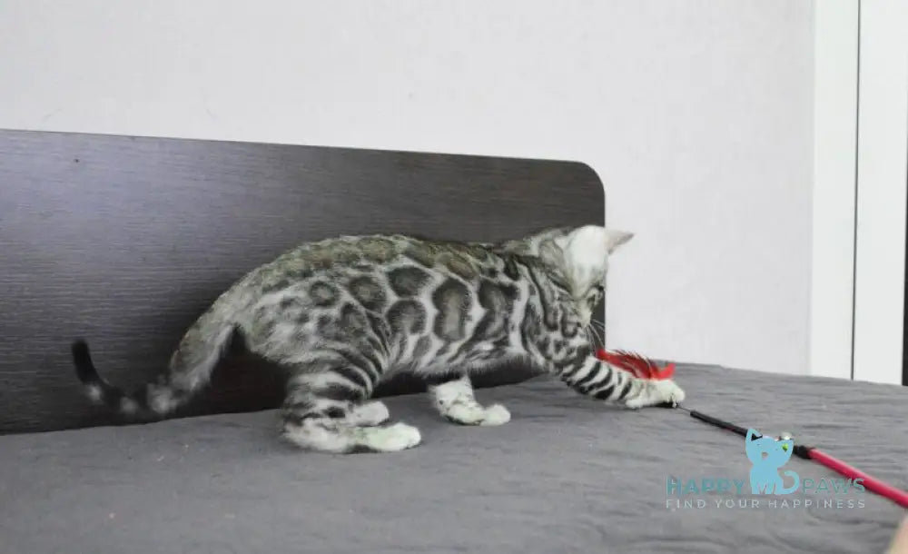 Mars Bengal male black silver spotted tabby live animals