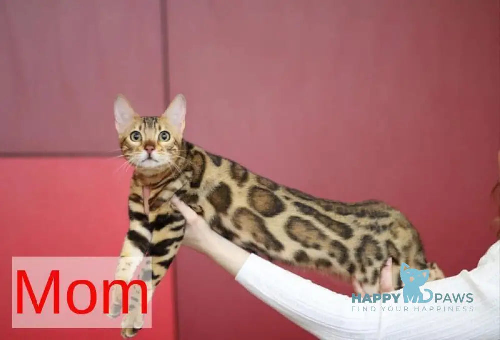 Mars Bengal male black silver spotted tabby live animals