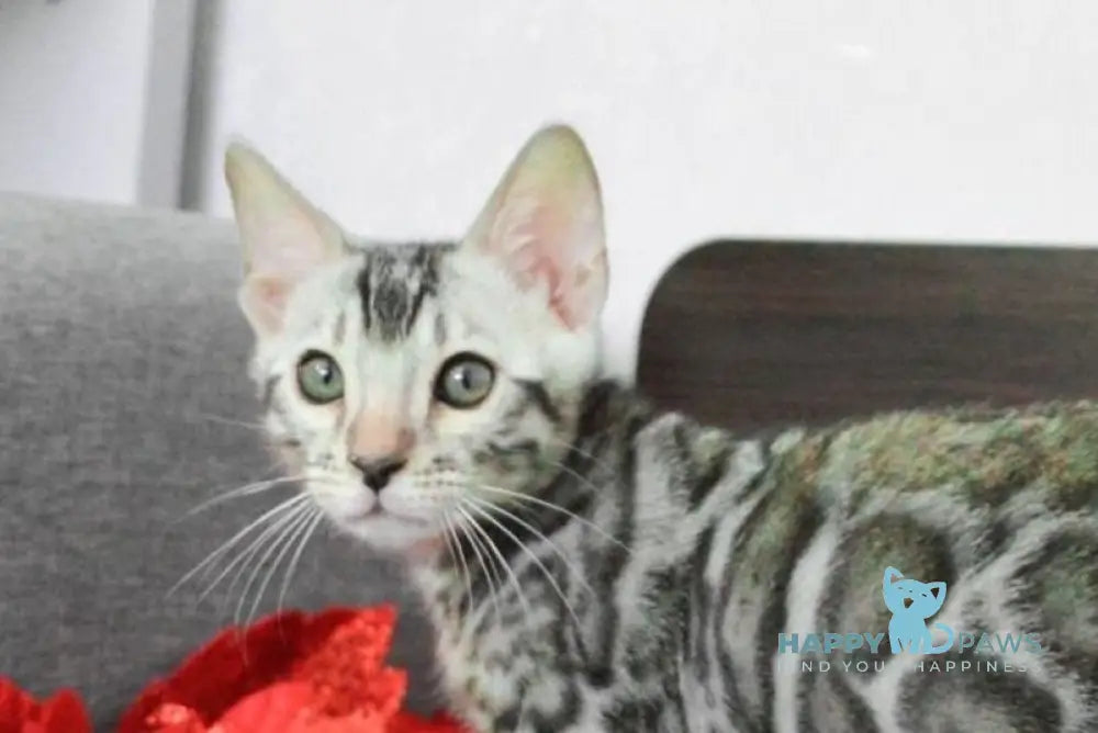 Mars Bengal male black silver spotted tabby live animals