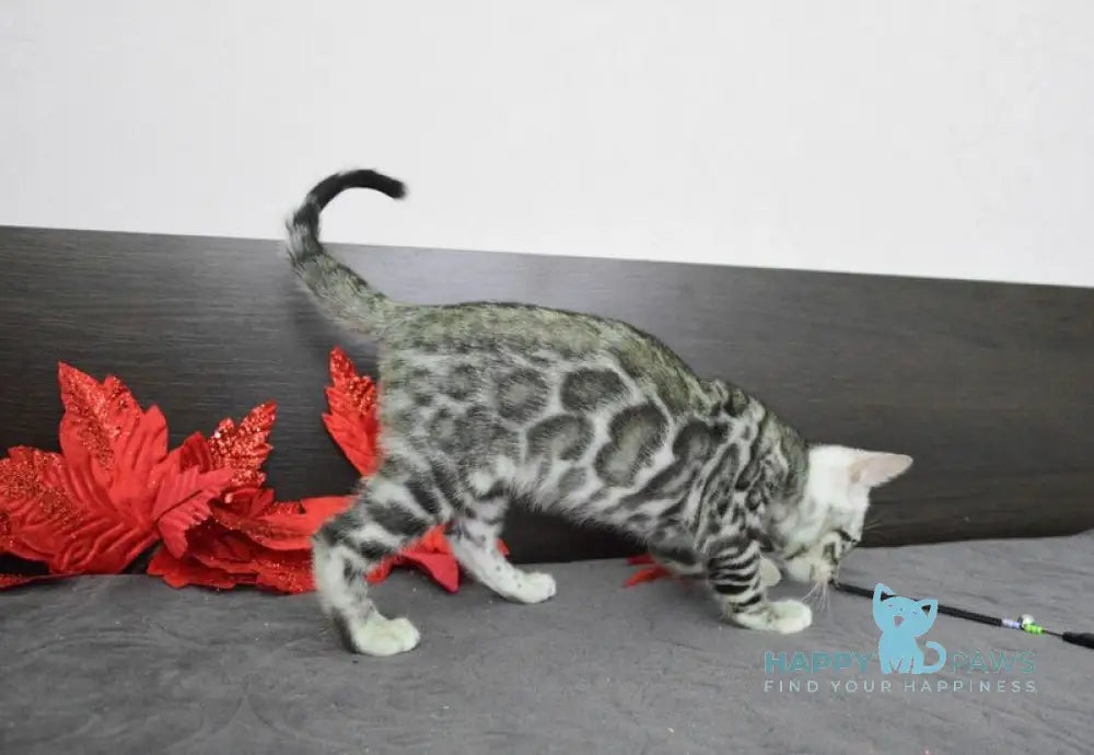 Mars Bengal male black silver spotted tabby live animals