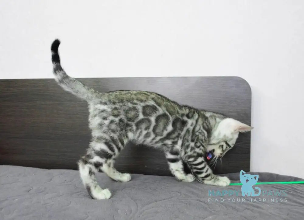 Mars Bengal male black silver spotted tabby live animals