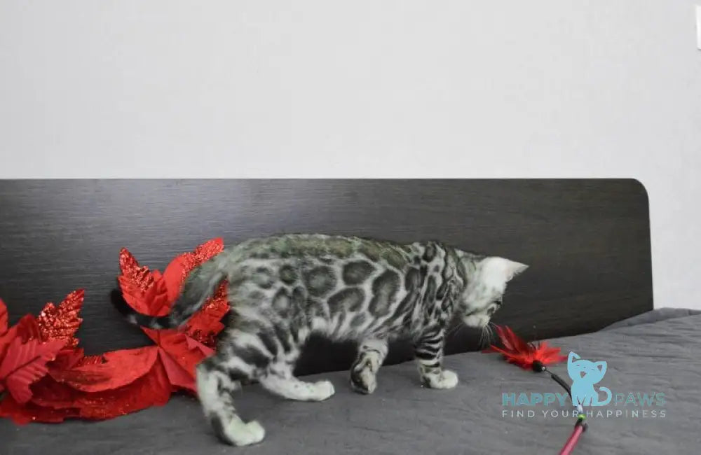 Mars Bengal male black silver spotted tabby live animals