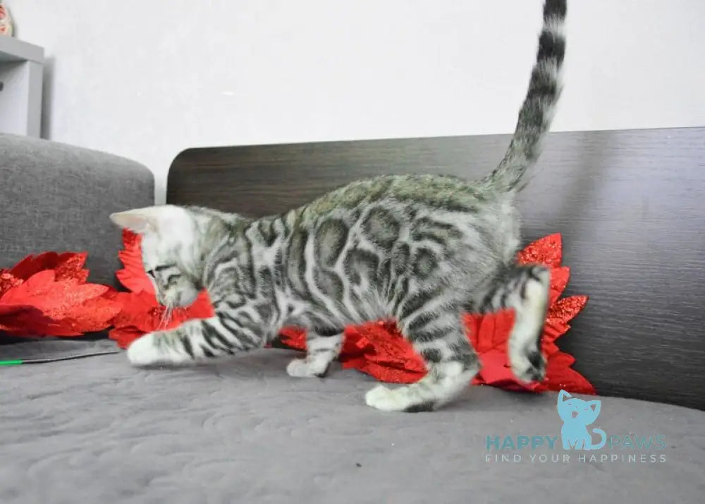 Mars Bengal male black silver spotted tabby live animals