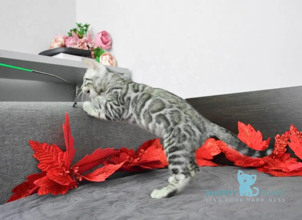 Mars Bengal male black silver spotted tabby live animals