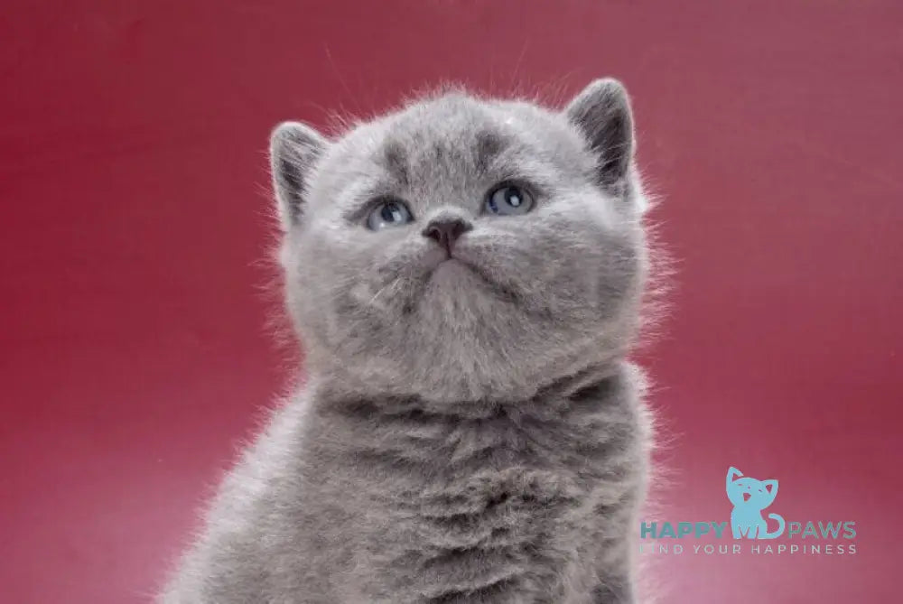 Mars British Shorthair male blue live animals
