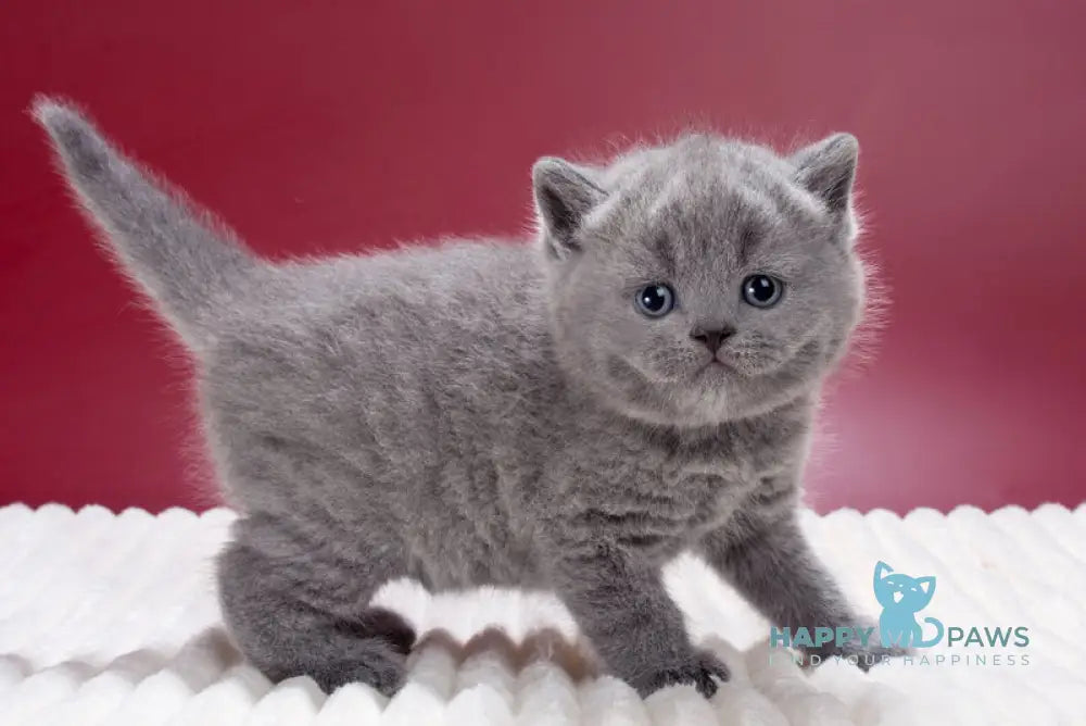 Mars British Shorthair male blue live animals