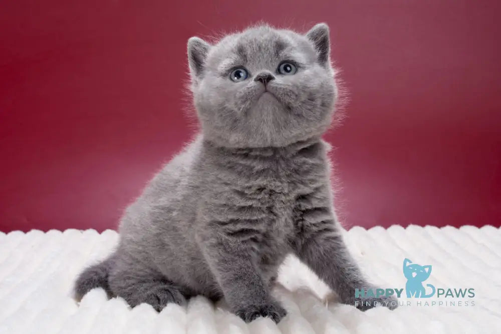 Mars British Shorthair male blue live animals