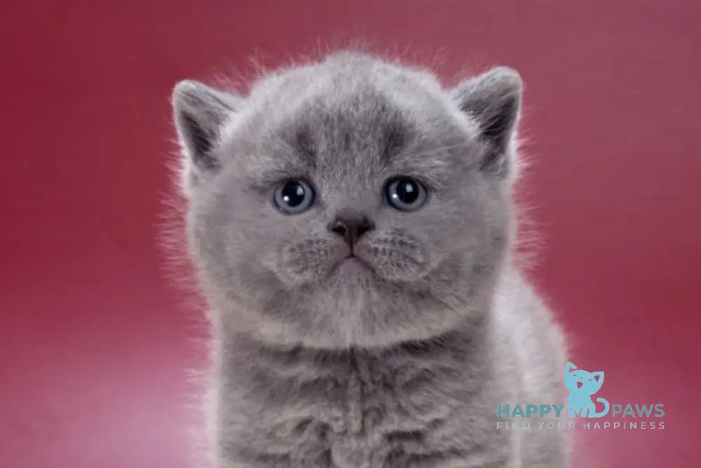 Mars British Shorthair male blue live animals