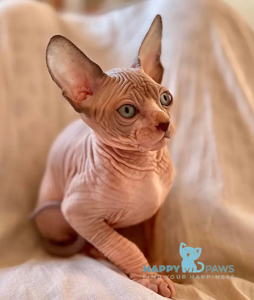 Mars Canadian Sphynx male blue bicolor pointed - live animals