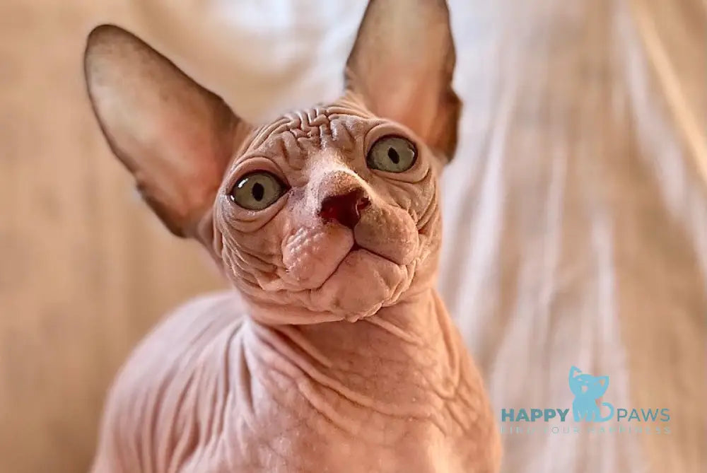 Mars Canadian Sphynx male blue bicolor pointed - live animals