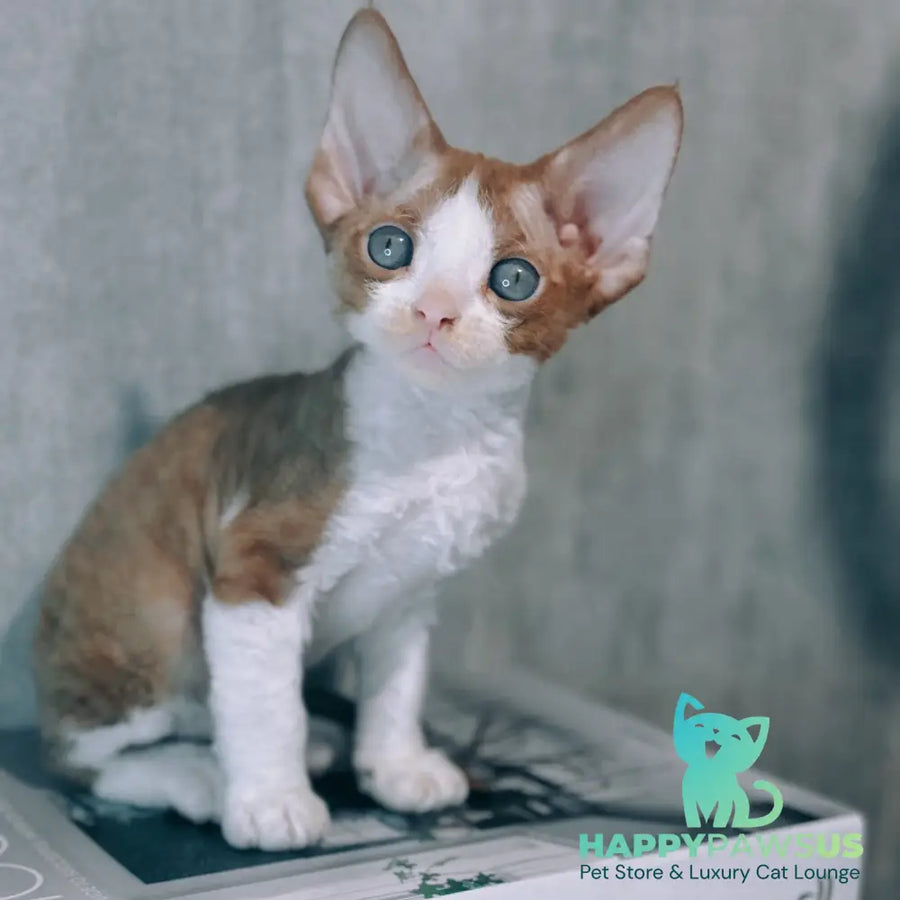 Mars Devon Rex male cinnamon bicolour - live animals