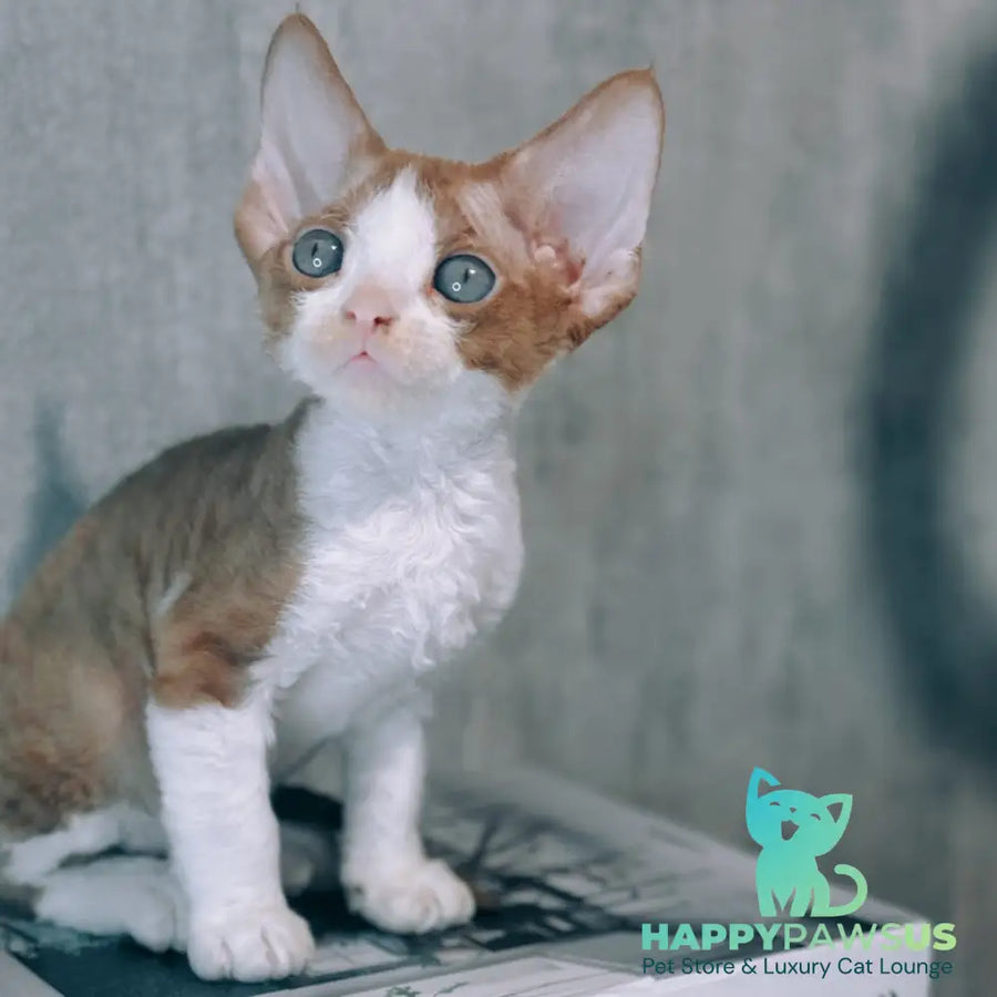 Mars Devon Rex male cinnamon bicolour - live animals