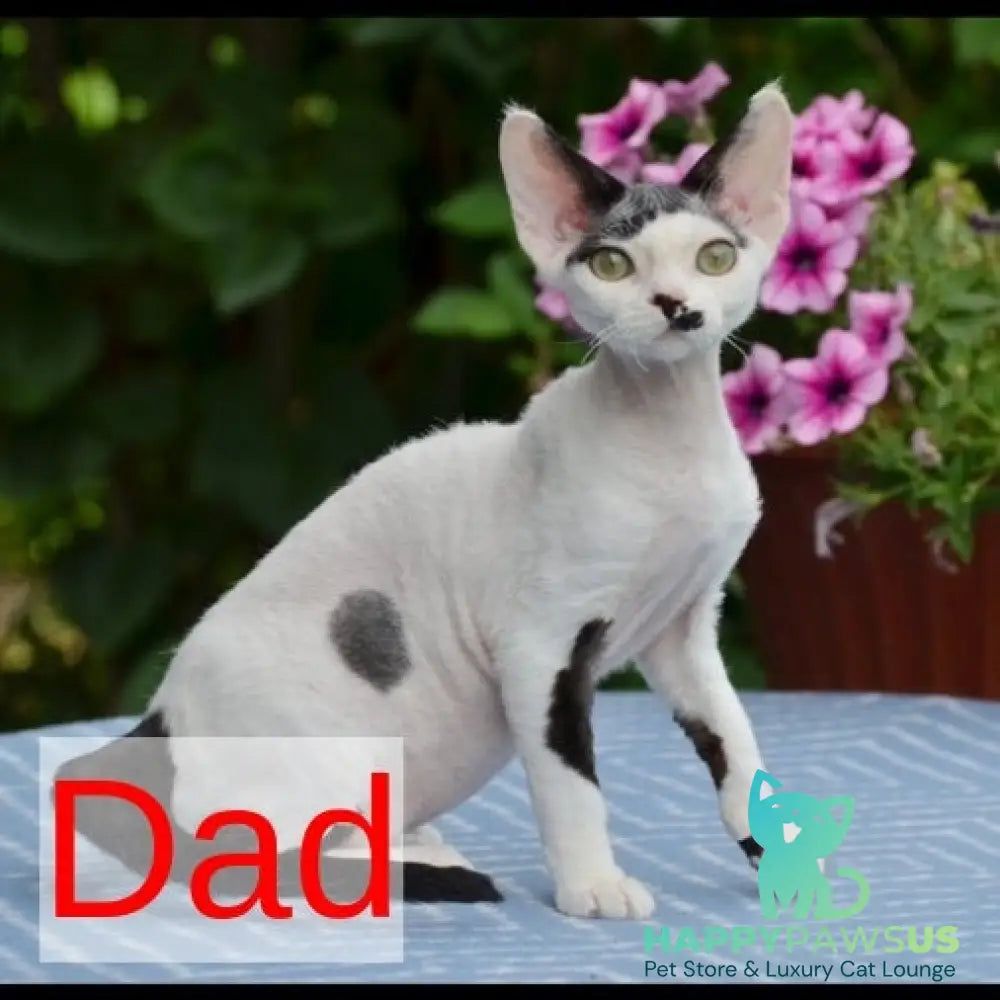Mars Devon Rex male cinnamon bicolour - live animals