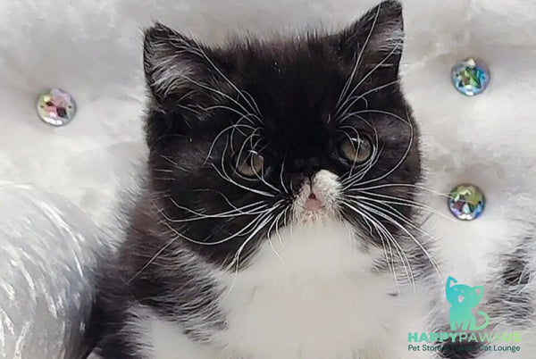 Mars Exotic male black bicolour - live animals