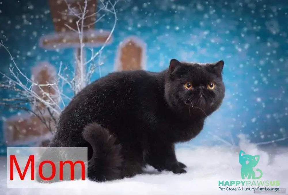 Mars Exotic male black bicolour - live animals