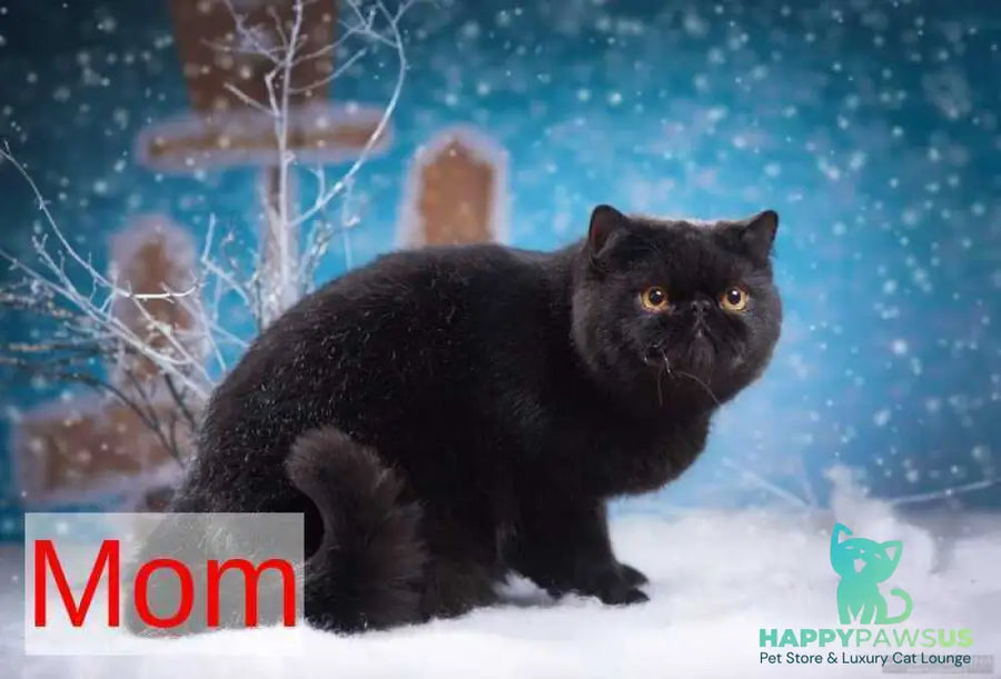 Mars Exotic male black bicolour - live animals