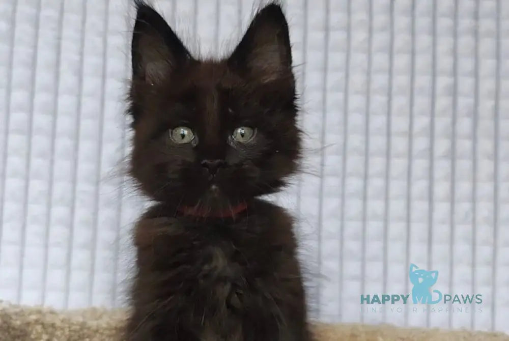 Mars Maine Coon male black live animals