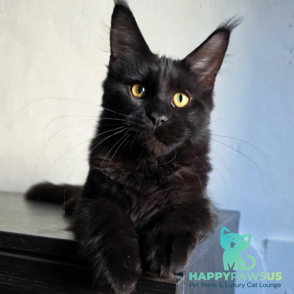Mars Maine Coon male black - live animals