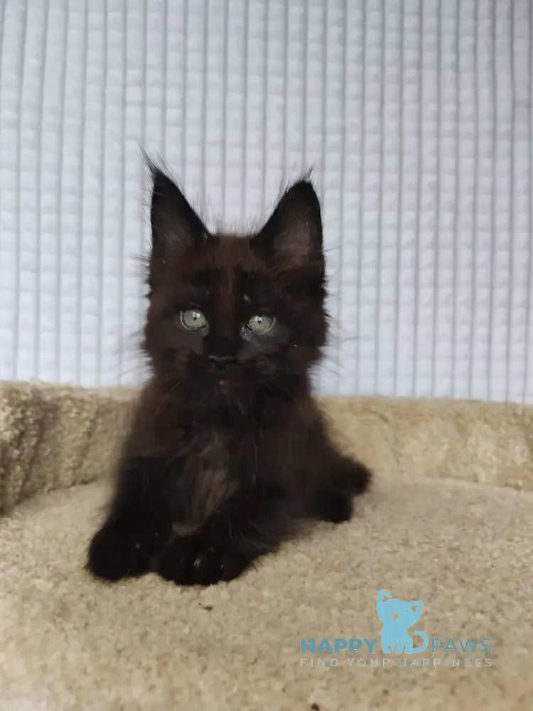 Mars Maine Coon male black live animals