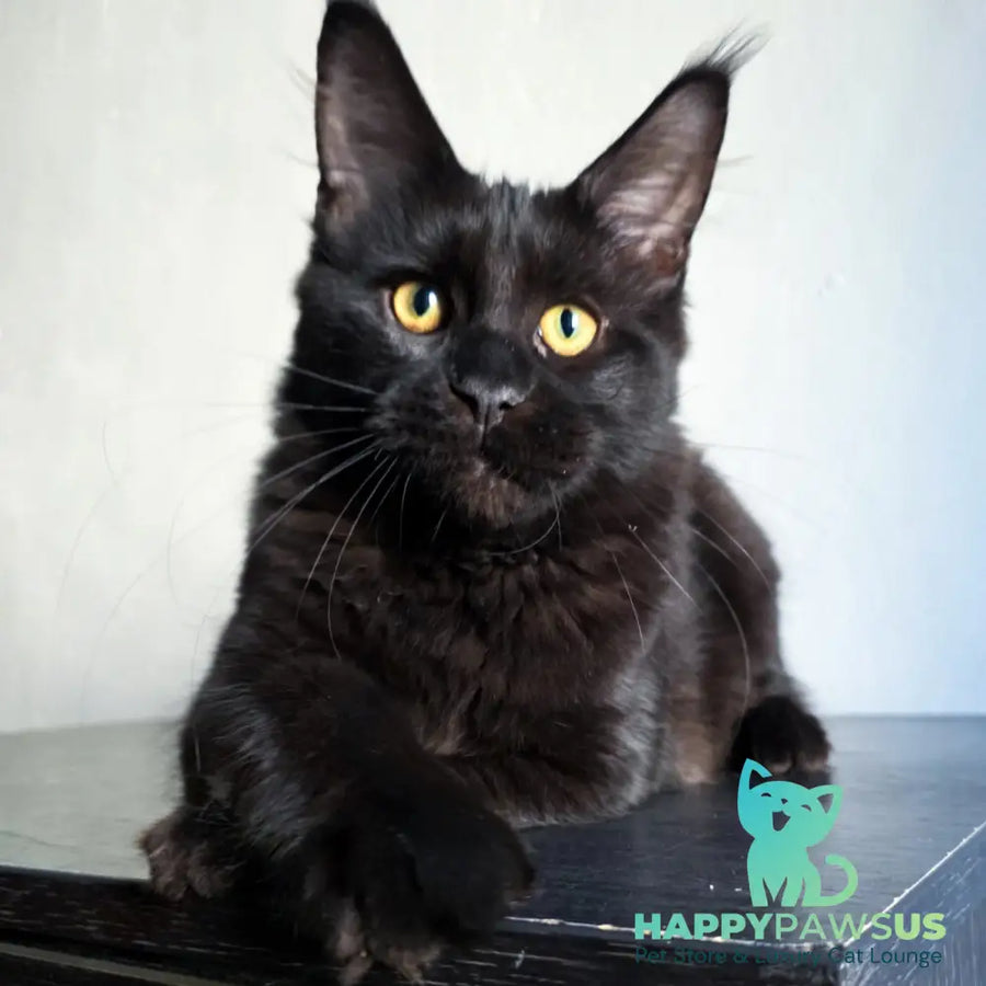 Mars Maine Coon male black - live animals