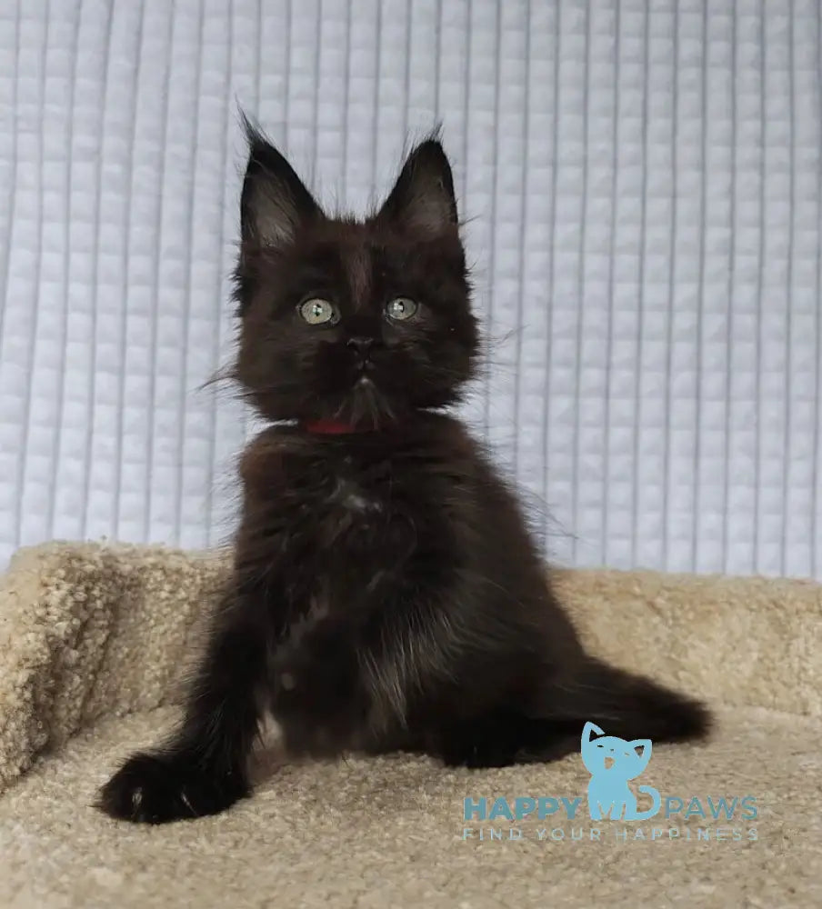 Mars Maine Coon male black live animals