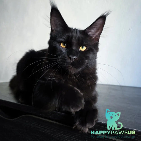 Mars Maine Coon male black - live animals