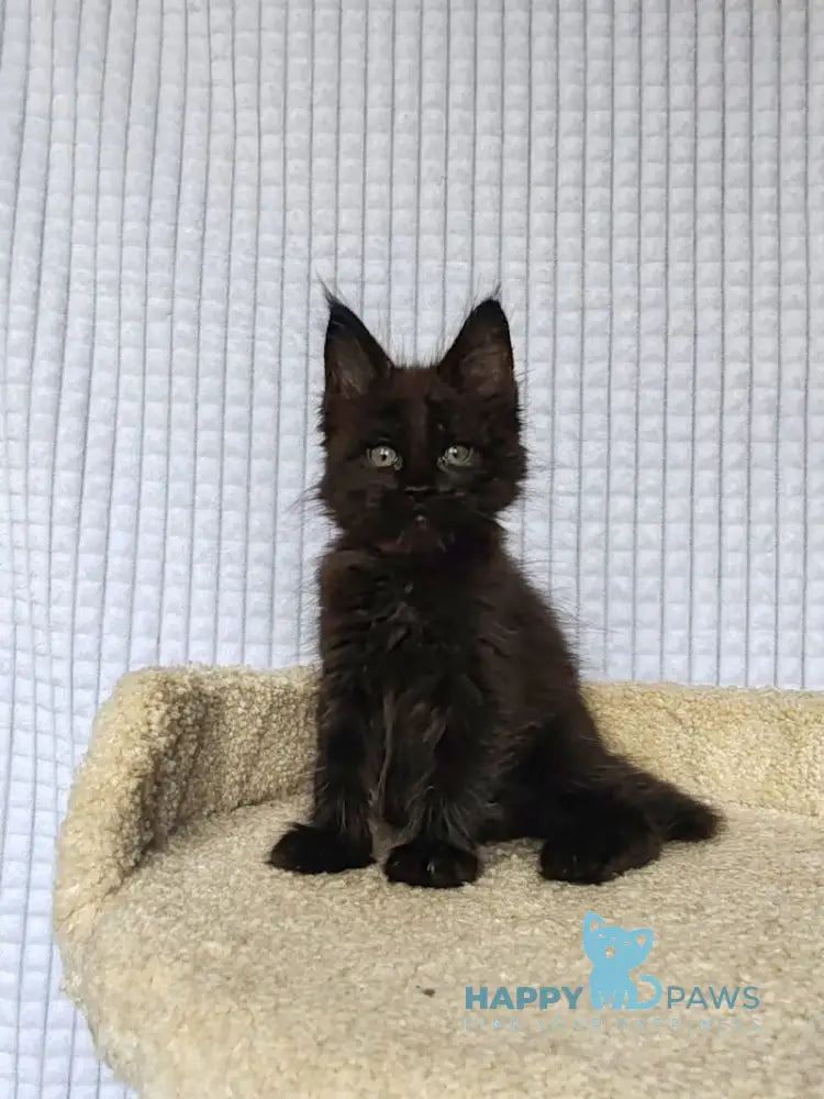 Mars Maine Coon male black live animals