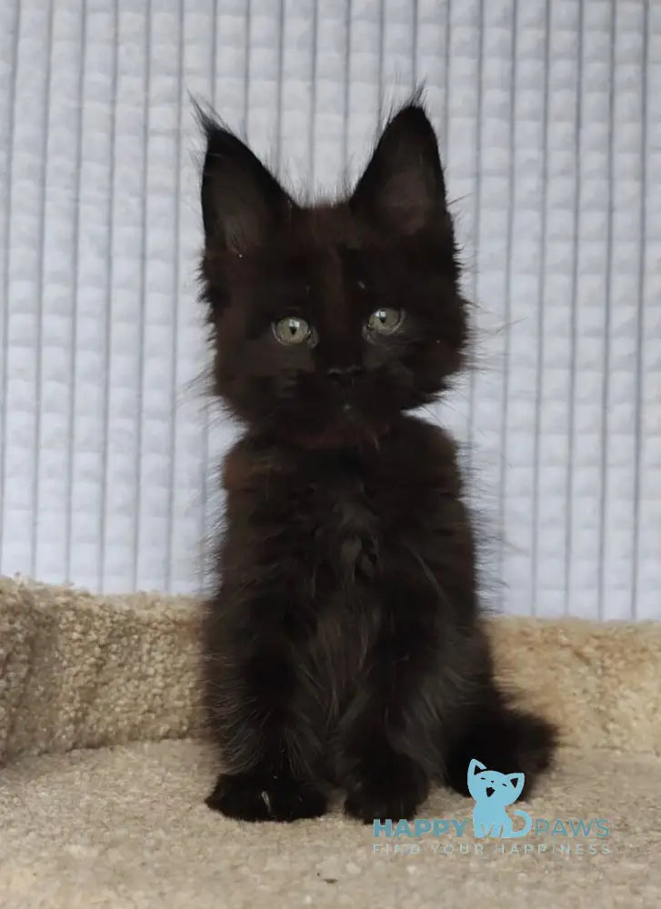 Mars Maine Coon male black live animals