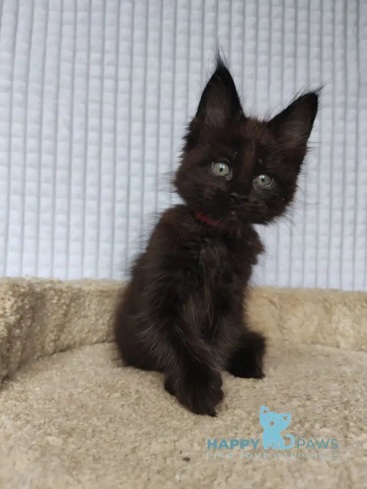 Mars Maine Coon male black live animals