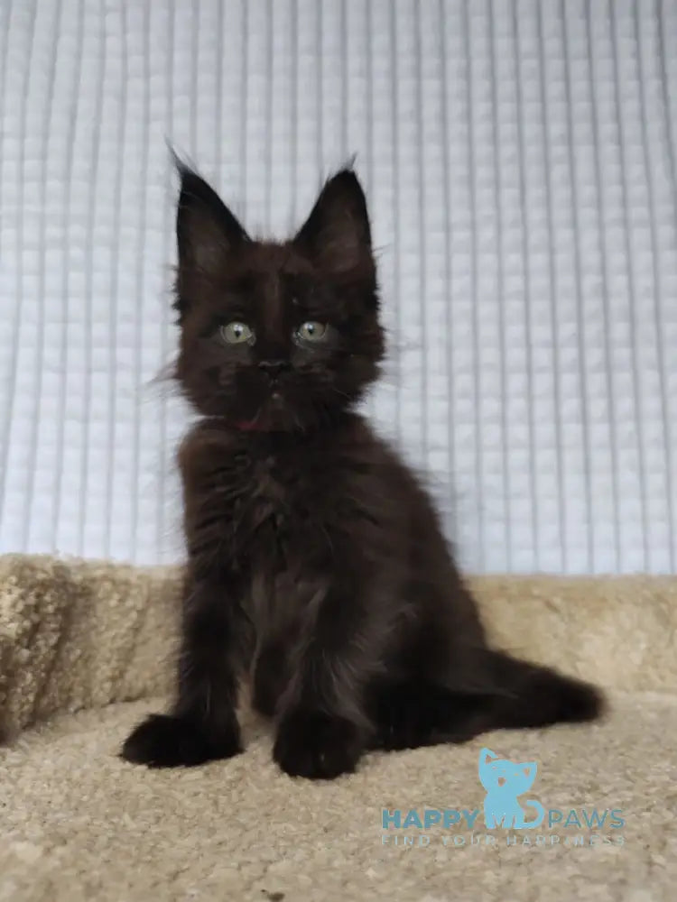 Mars Maine Coon male black live animals
