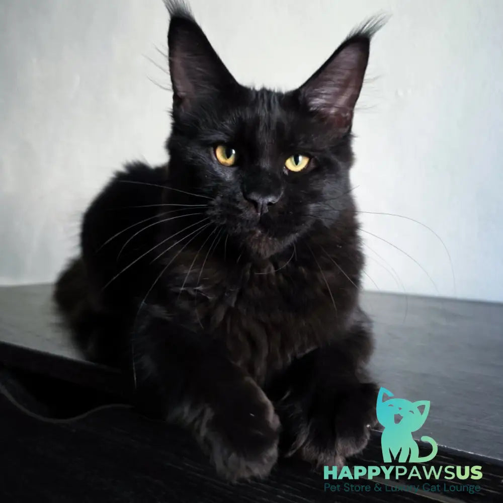 Mars Maine Coon male black - live animals