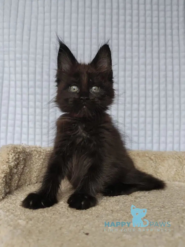 Mars Maine Coon male black live animals