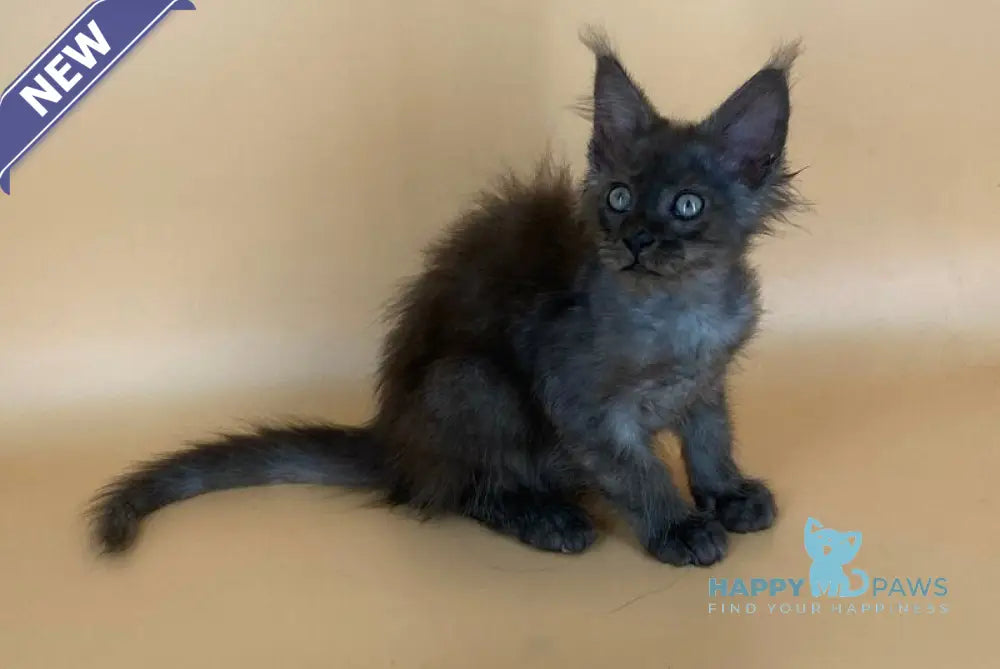 Mars Maine Coon male black silver live animals