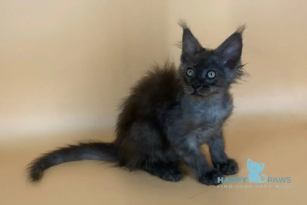 Mars Maine Coon male black silver live animals