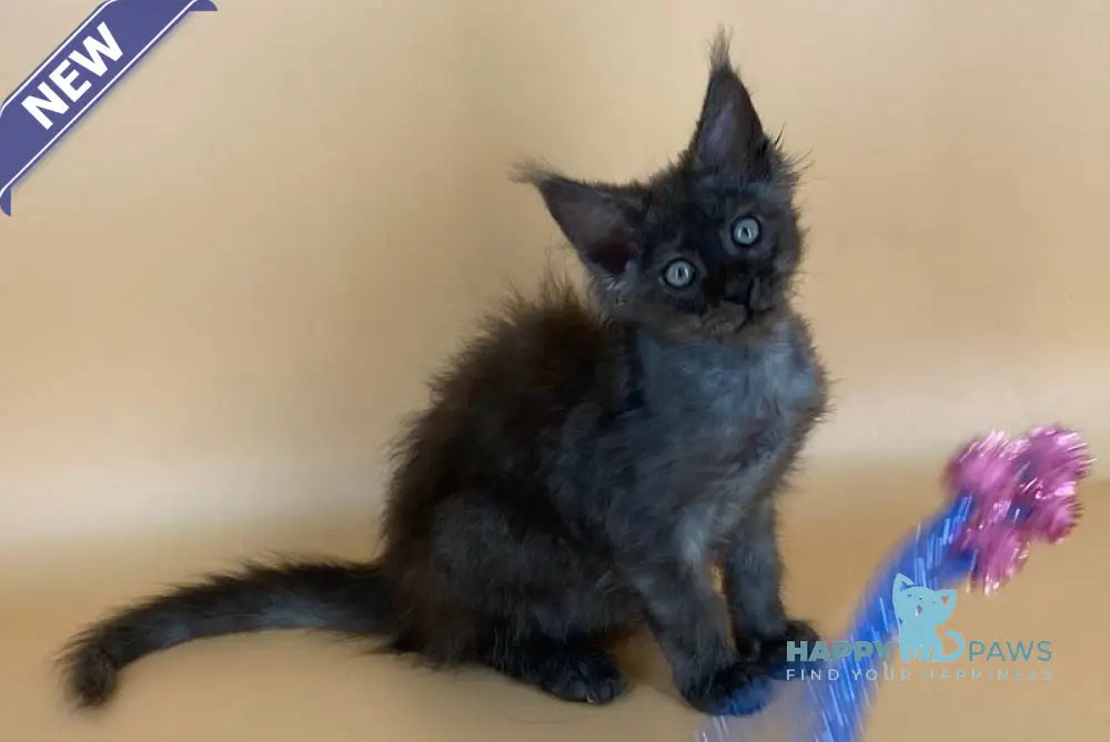 Mars Maine Coon male black silver live animals