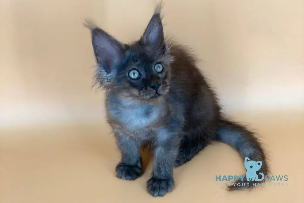 Mars Maine Coon male black silver live animals