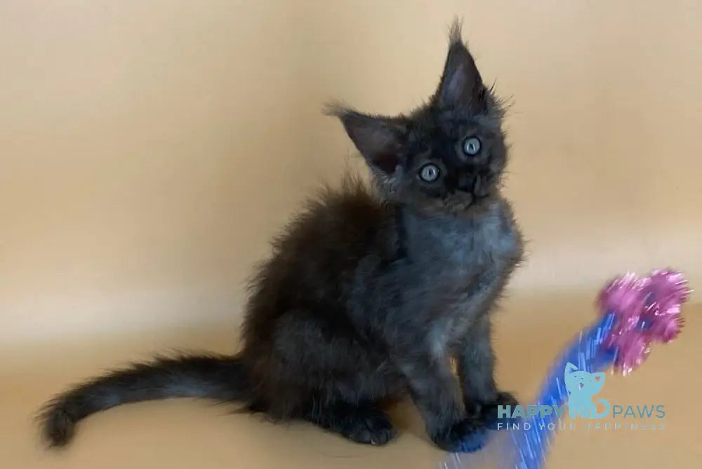 Mars Maine Coon male black silver live animals