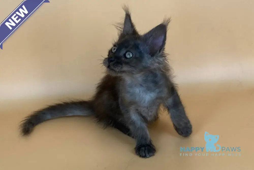 Mars Maine Coon male black silver live animals