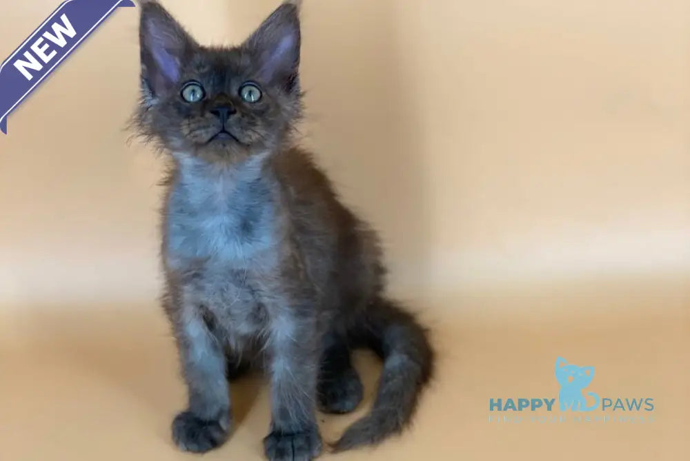 Mars Maine Coon male black silver live animals